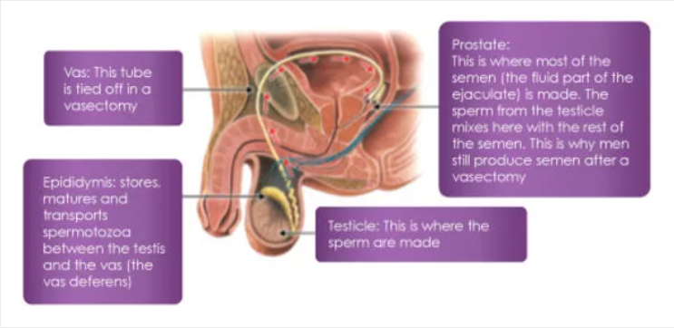 Male fertility organs
