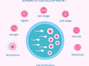 Egg fertilization process flat template with different stages of embryo development isolated vector illustration